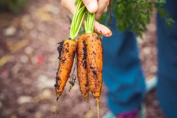 person holding brown and green vegetable