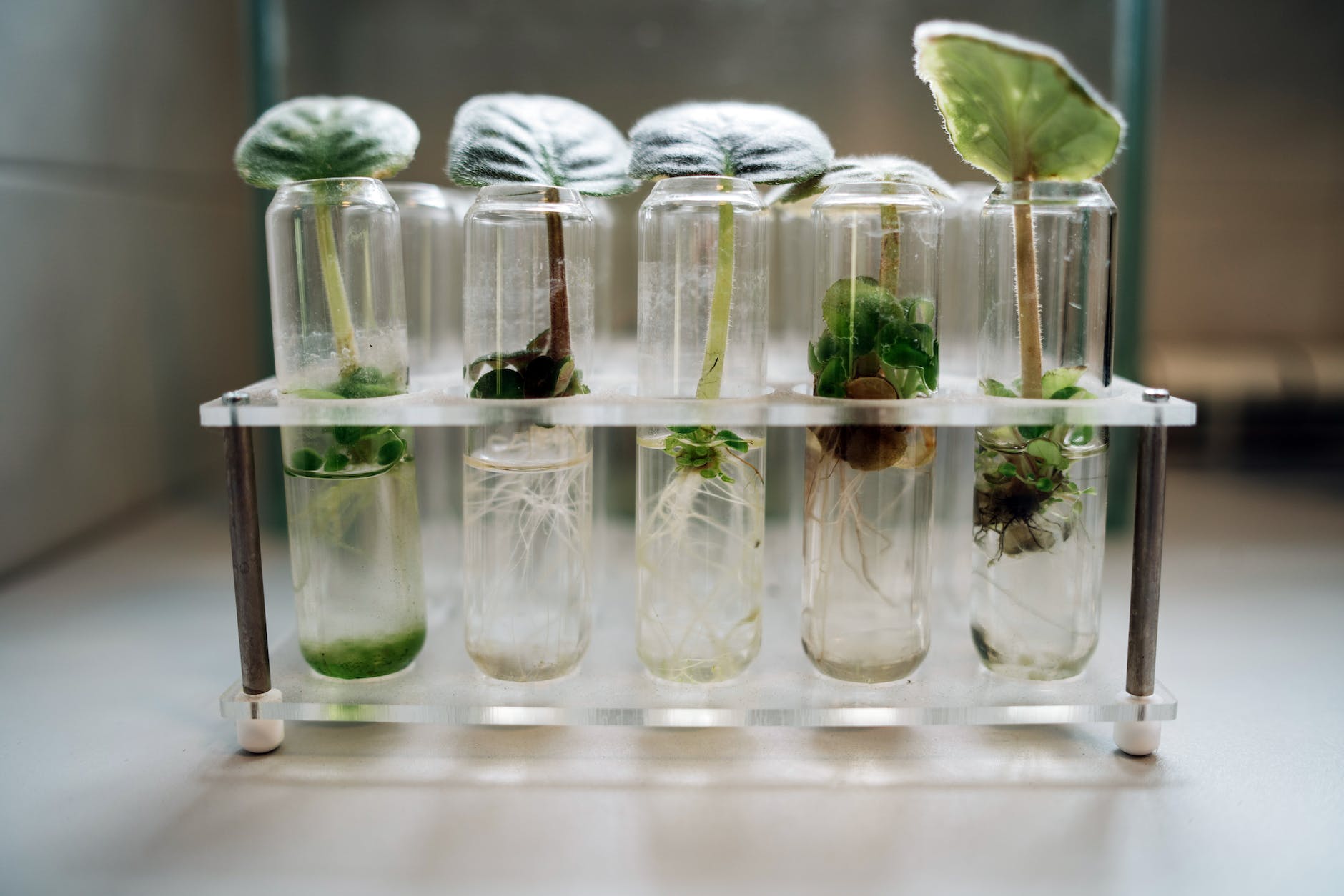 micropropagation of plants