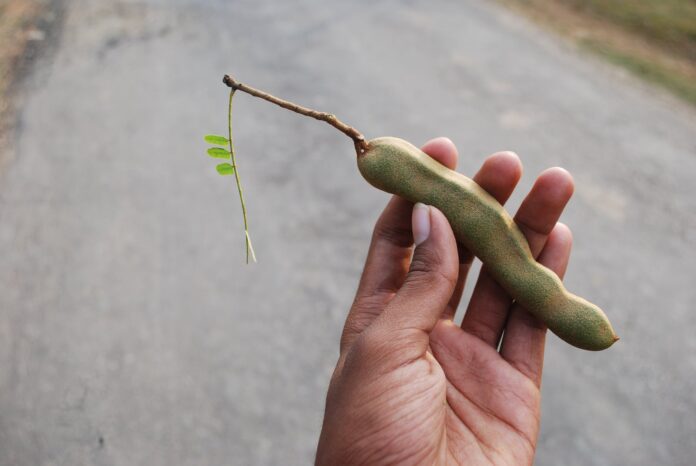 person holding tamarind fruit