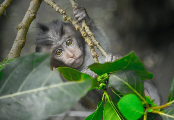 gray monkey holding on gray tree branch