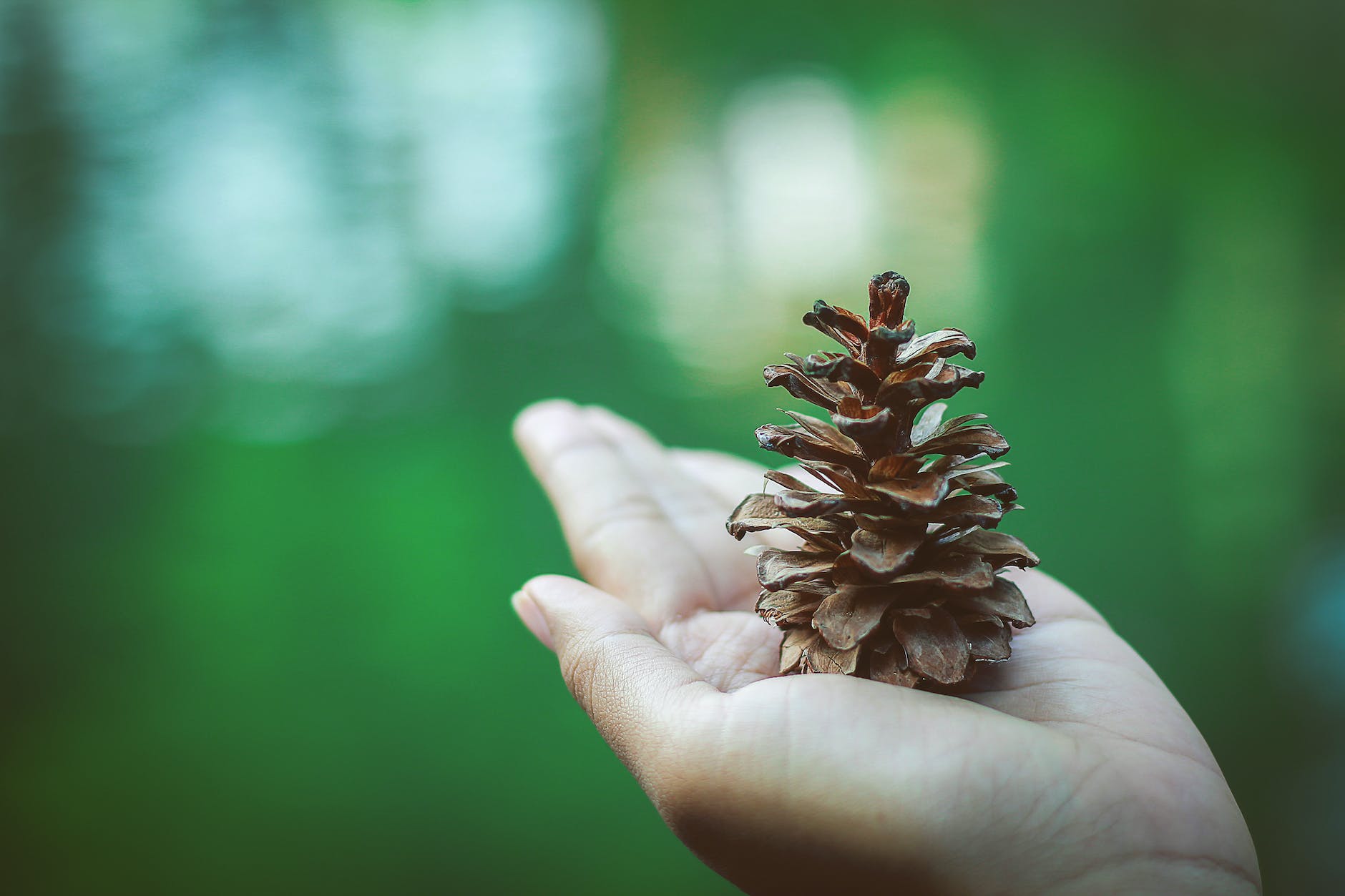 person holding pine cone