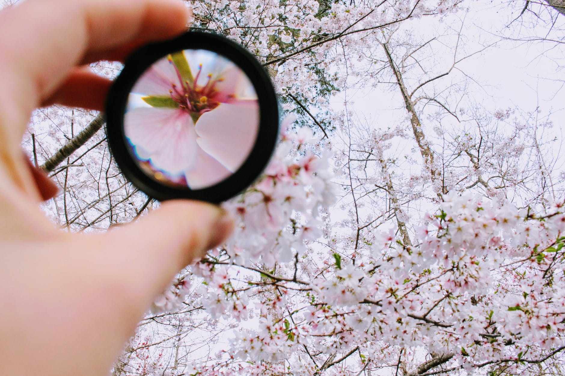 person holding round framed mirror near tree at daytime